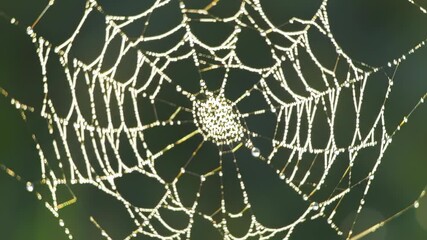 Delicate Spiderweb Covered in Morning Dew Drops Illuminated by Sunlight and Set Against a Green Background