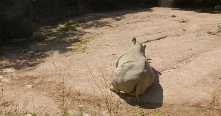 Wall Mural - Rhino Busking In The Sun In The Zoo. - wide shot