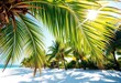 © Views & Backgrounds - Sun-drenched palm fronds cast shadows on pristine white sand; ample copy space, summer background, sun