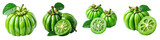 Fresh garcinia atroviridis fruit with vibrant green skin, PNG die cut isolated on transparent background