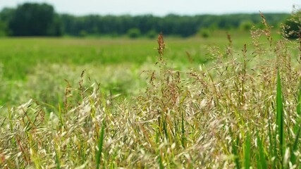 green grass and sunlight as background, bright spring landscape on a sunny day