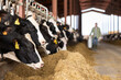 © JackF - Closeup of black and white Holstein dairy cows eating forage while peeking out from behind stall fence in livestock farm on blurred background of farmer carrying milk can