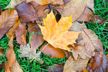 Wall Mural - beautiful autumn maple leaves