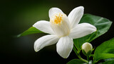 white sampaguita jasmine flowers