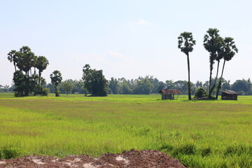 Wall Mural - green grass field in a summer meadow with trees under a blue sky and white clouds in laos
