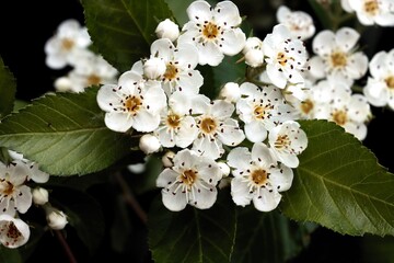 Wall Mural - white flowers of Crataegus Lavallei tree at spring close up