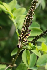 Wall Mural - flower buds  of Amorpha fruticosa bush at spring close up 