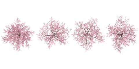 set of cherry blossom trees on transparent background from the top view