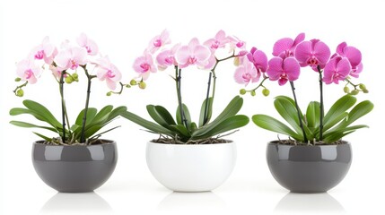 stunning isolated orchid blooms on branch for elegant white background display