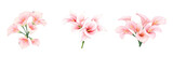 Three watercolor pink calla lily bouquets isolated on transparent background