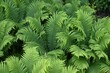 © tamu - Ostrich fern leaves. A perennial fern that grows in shady areas and spreads its large, feathery leaves gracefully. The young leaves in spring are edible.