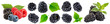 © Lex - moras deliciosas frescas fotografía macro moras en varias presentaciones aislado png alta resolución mora madura fresca fondo blanco imagen alta resolución