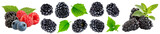moras deliciosas frescas fotografía macro moras en varias presentaciones aislado png alta resolución mora madura fresca fondo blanco imagen alta resolución