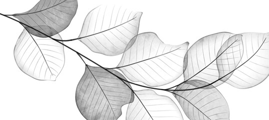 Wall Mural - black and white art background with transparent leaves or petals on a branch. botanical banner for d