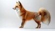 © Discover stocks - Fiery red fox standing in an alert stance thick tail curling elegantly ultra HD fur details isolated on a white background