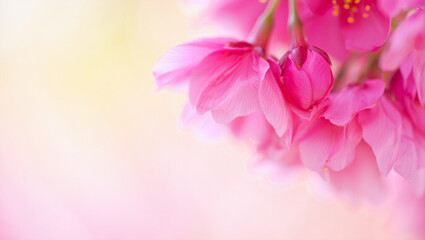 pink flower background