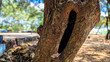 © Heira - a tree trunk with a large hole
