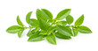 © PixelDust_ - Fresh aromatic basil leaves, a healthy organic herb plant isolated on white for food and spice