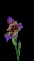 Wall Mural - Time lapse of growing iris flower. Spring flower iris blooming on black background.