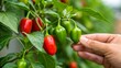 © Normal Desing - Pinching cherry peppers from their plant close-up garden scene photography natural environment macro viewpoint fresh produce concept
