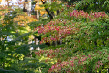 color transition of japanese maple leaves from green to red captured during early autumn in a peacef