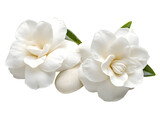 Two elegant white gardenia flowers adorned with leaves on a dark backdrop