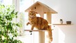 © Studio-M - Ginger cat lying on the shelf of a cat tree, bathed in warm sunlight, looking into the camera