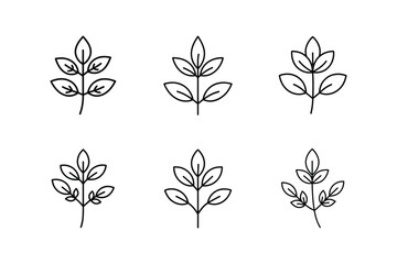 oregano plant line art vector illustration