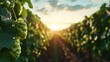 ©  zikakant - A picturesque view of a vineyard at sunset captures the lush greenery and the magic of nature, symbolizing growth, abundance, and tranquility in the countryside.
