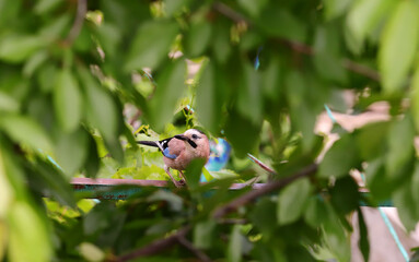 Wall Mural - A jay sits among the green leaves of sweet cherries and grapes...