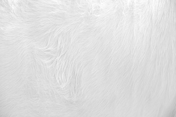 Wall Mural - Light white cow fur soft smooth texture or animal hair natural background