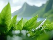 © Po - Enjoy tropical beach concept. Lush green leaves with a blurred mountainous background create a serene nature scene.