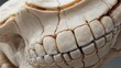 © Jamil - Detailed Anatomical Study of Human Teeth and Jawbone Showcasing Structure and Texture in a Medical Context