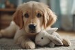 © Oleksandr Pashchenko - A puppy laying on the floor with a stuffed animal