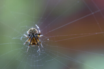 spider on web