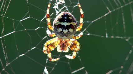 Spider Sitting in Web Close Up View Nature Insect