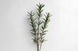 © Graphicpoint - rosemary on white background