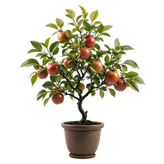 apple tree in pot isolated on transparent png