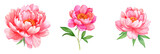 Pink peonies three watercolor floral blooms