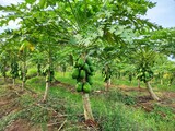 papaya garden