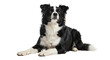 © Luike Oliver - Portrait of a border collie dog lying down looking at camera pet animal canine breed domestic mammal studio shot