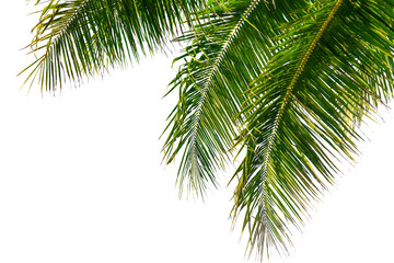 palm tree leaves texture white background isolated closeup, coconut palm leaf decoration, green palm