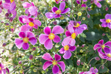 Beautiful anemone hupehensis Diana flower blooming in the garden.