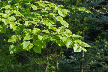close-up of vibrant green leaves on on tree branch tilia caucasica showing detailed veins and lush, 