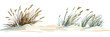 © Perfect Vector - Coastal dune plants sea oats and beach grass on sandy shore isolated on white background minimalistic flat vector illustration of natural shoreline vegetation