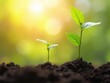 © useful pictures - Concept of business growth,profit, development and success. Young plants increase on sunny background.Growing money,finance and investment..