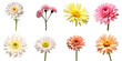 © The 2R Artificiality - Colorful Collection of Gerbera Daisies with Pink, Yellow, and White Variations on a transparent Background Featuring Different Bloom Designs and Petal Shapes