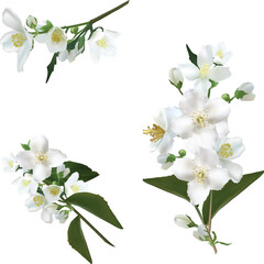 Wall Mural - isolated white jasmine three branches illustration
