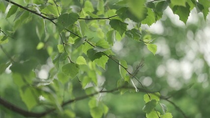 Aufkleber - Summer birch leaves close up, change focus to blur, summer concept background