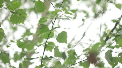 Aufkleber - Summer birch leaves close up, change focus to blur, summer concept background